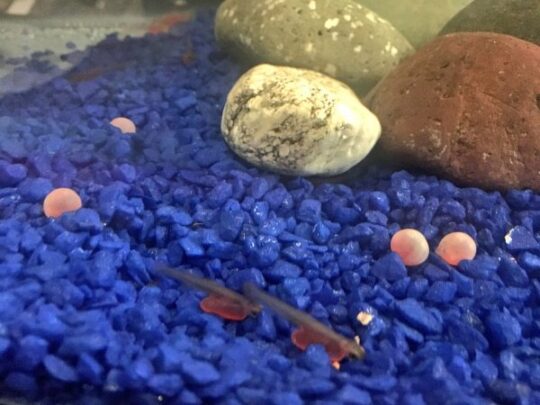 Our Salmon Have Hatched!