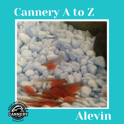 Cannery A to Z:  A is for Alevin